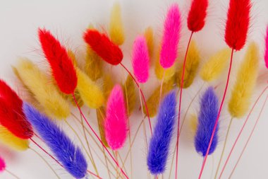 Beyaz arkaplanda bir buketin içindeki çok renkli kuru dallar.