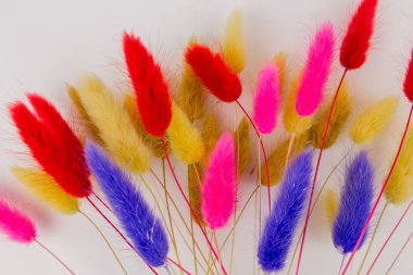 Beyaz arkaplanda bir buketin içindeki çok renkli kuru dallar.