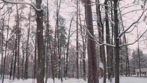 Hutan Pinus Bersalju Musim Dingin Frost — Stok Video