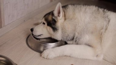 Sibirya kurdu odadaki bir kaseden yemek yiyor.