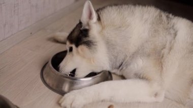 Sibiryalı Husky odada dilini kullanarak bir kase yalıyor.