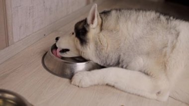 Sibiryalı Husky odada dilini kullanarak bir kase yalıyor.