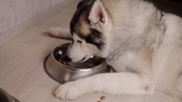 Husky Sibérien Mange Nourriture Bol Dans Chambre — Video