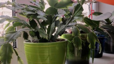 Bir adam pencereye çiçek yapraklarını siliyor.