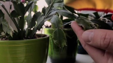 Bir adam pencereye çiçek yapraklarını siliyor.