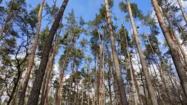 Time Lapse Video Van Een Dennenbos Tegen Een Blauwe Lucht — Stockvideo