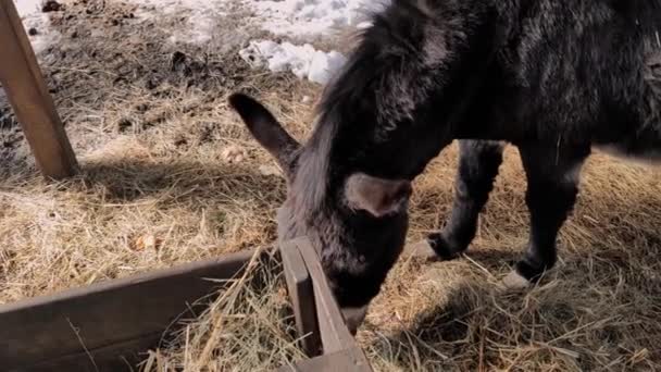 Âne Noir Dans Zoo Mange Paille — Video