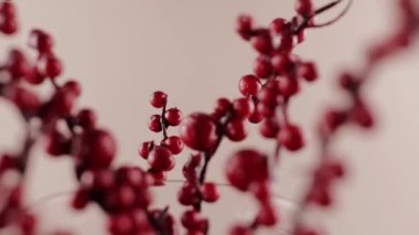 Kuru kırmızı böğürtlenli dallar bahar arkaplanı Paskalya güzel