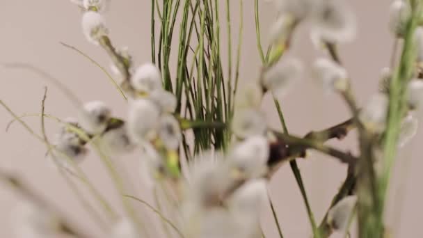 白樺はイースターのための春の背景に枝にシール — ストック動画