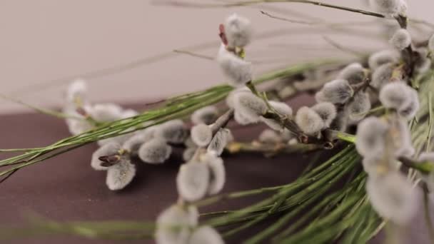 复活节背景下树枝上的桦树封条 — 图库视频影像