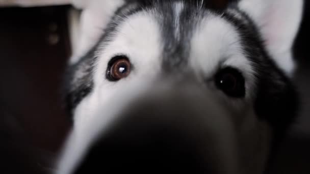 Husky Dog Mirando Cerca Cámara — Vídeos de Stock