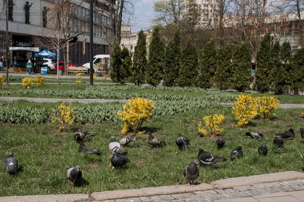 Een Groene Weide Met Duiven Het Voorjaar Het Park — Stockfoto