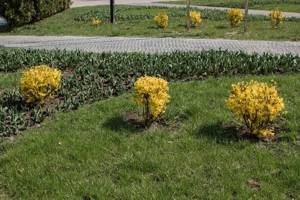 Belos Canteiros Flores Parque Verão — Fotografia de Stock