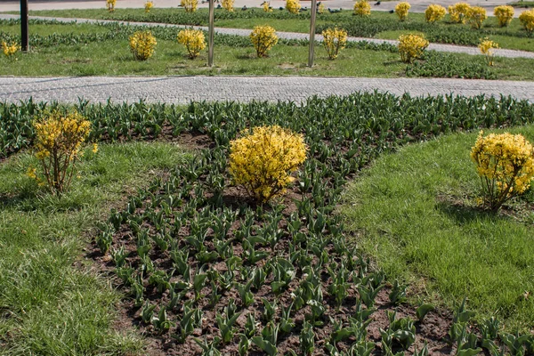 Egy Gyönyörű Virágágyások Parkban Nyáron — Stock Fotó