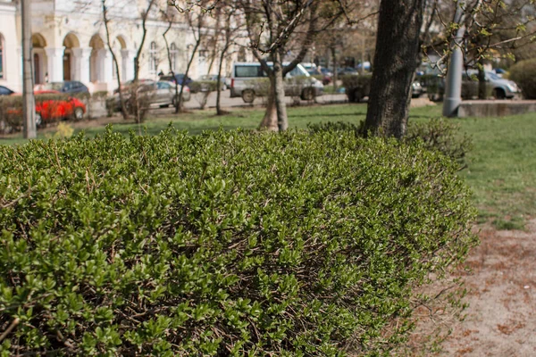 Hermoso Macizo Flores Parque Verano — Foto de Stock