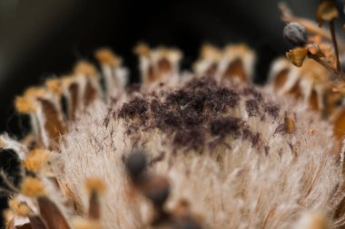 Kurumuş güzel çiçekler bahar arkaplanını kapatır.