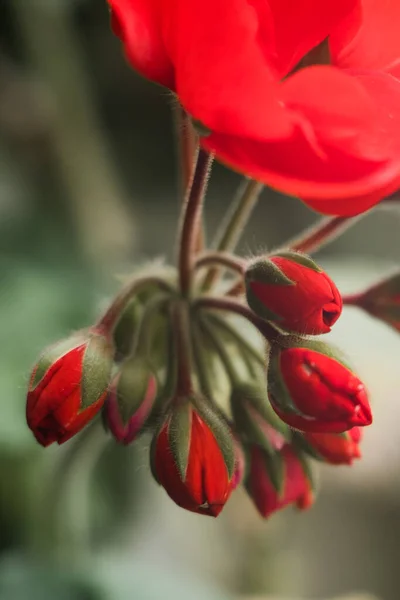 Uma Bela Flores Vermelhas Com Botões Primavera — Fotografia de Stock