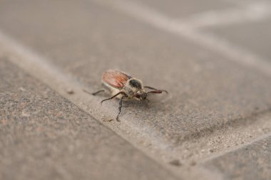 Baharda asfaltta sürünen bir Mayıs böceği.