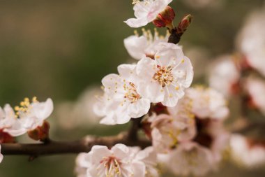 İlkbaharda ağaçta açan bir kayısı çiçeği.