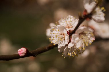 İlkbaharda ağaçta açan bir kayısı çiçeği.
