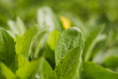 İlkbaharda topraktan yeşil yapraklar çıkar.