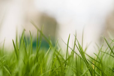 Baharda yeşil bir ot, güneşli bir günde topraktan çıkar.