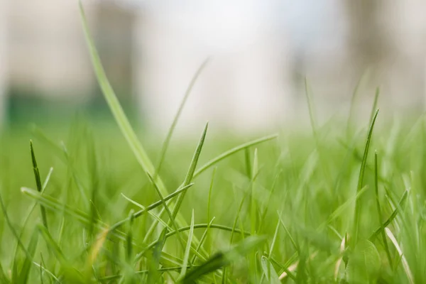 春の緑の草は晴れた日に地面から成長し — ストック写真
