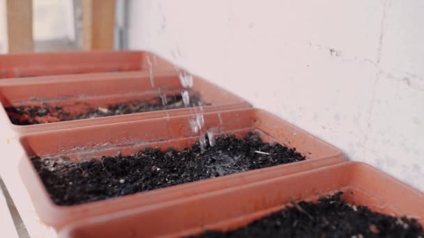 Regar Vasos Com Solo Varanda Para Plantas — Vídeo de Stock