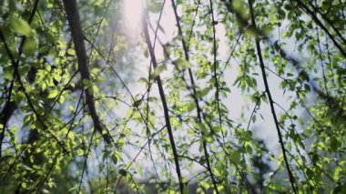 Ağaç dalındaki yeşil yapraklar doğayla iç içe.