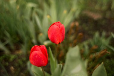 Baharda bahçede güzel laleler yetişir.