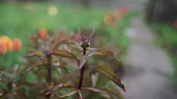 Piękna Roślina Owadami Deszczu Wiosną — Wideo stockowe