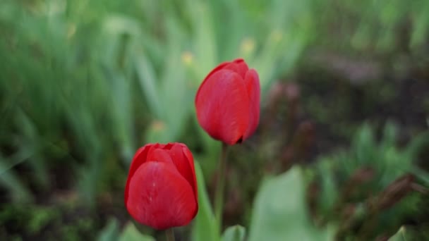 Hermosos Tulipanes Crecen Jardín Primavera — Vídeos de Stock