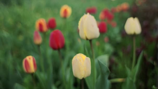 Beautiful Tulips Grow Garden Spring — Stock Video