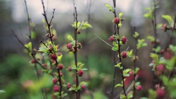 Krzew Różowymi Pączkami Rośnie Wiosną Ogrodzie — Wideo stockowe