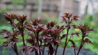 İlkbaharda yağmurdan sonra bahçede bitkiler