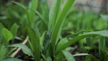 Baharda yağmurdan sonra bahçede yeşil yapraklar