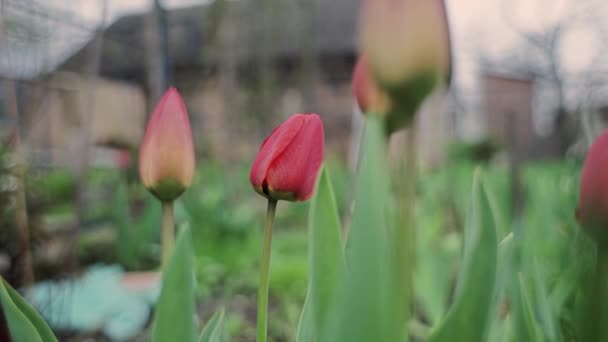 Belles Tulipes Poussent Dans Jardin Printemps — Video