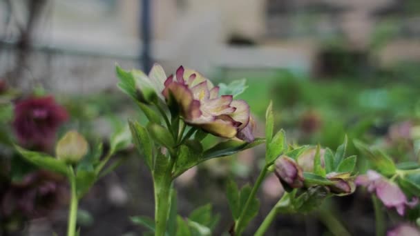 Mooie Bloemen Groeien Tuin Lente Achtergrond — Stockvideo