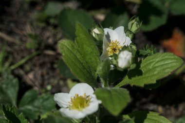 Baharda bahçede beyaz çilek çiçekleri