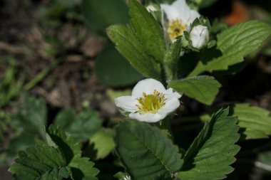 Baharda bahçede beyaz çilek çiçekleri