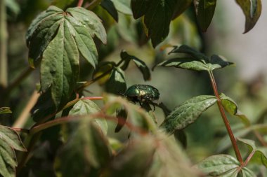 büyük yeşil bir böcek yeşil çalıların üzerinde