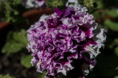 İlkbaharda dalda güzel pembe çiçekler