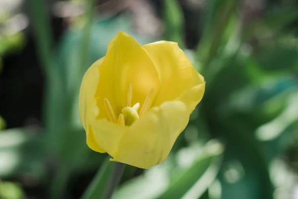 Uma Tulipas Amarelas Primavera Jardim — Fotografia de Stock
