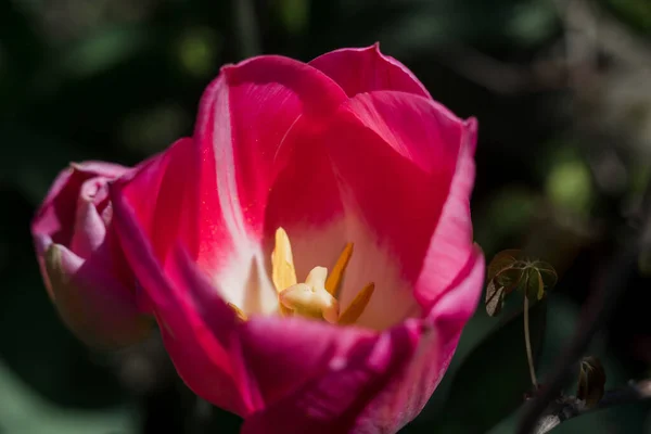 Uma Tulipa Rosa Jardim Primavera Perto — Fotografia de Stock