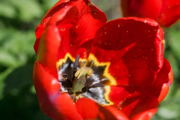 Uma Flor Tulipa Vermelha Fechar Fundo Primavera — Fotografia de Stock