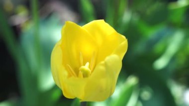 Baharda bahçede sarı laleler