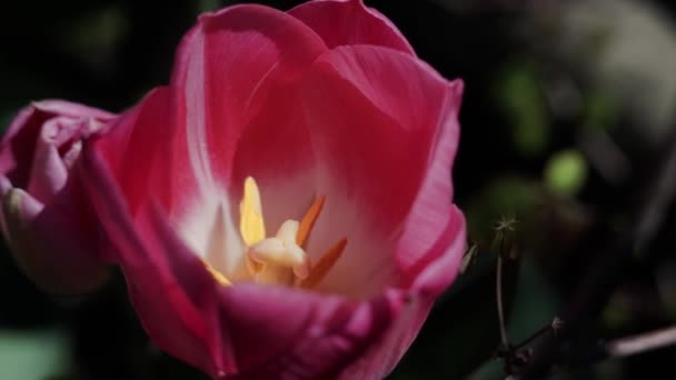 Pink Tulip Spring Garden Close — Stock Video