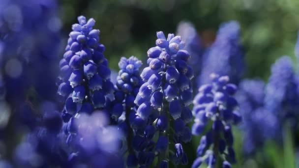 Una Hermosa Flores Azules Jardín Una Rama — Vídeos de Stock