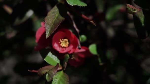 Красива Червона Квітка Гілці Дерева Навесні — стокове відео