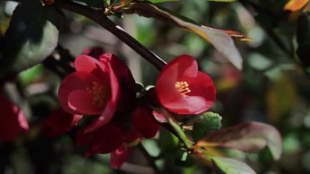 Una Hermosa Flor Roja Una Rama Árbol Primavera — Vídeos de Stock